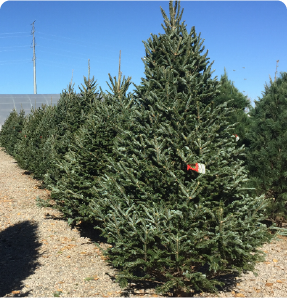 Evergreen trees at the nursery