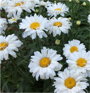 Flowering shrubs in the garden