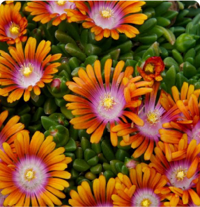 Daisies in bloom