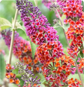 Colorful flowers in bloom