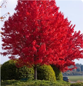 Brilliant fall color on a deciduous tree
