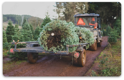 Trees arriving at the nursery