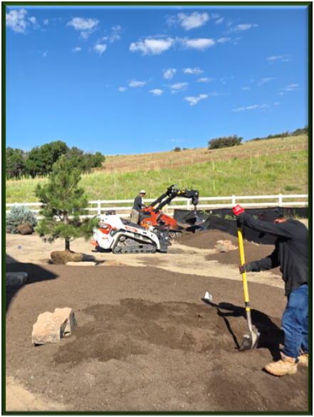 Professional tree planting