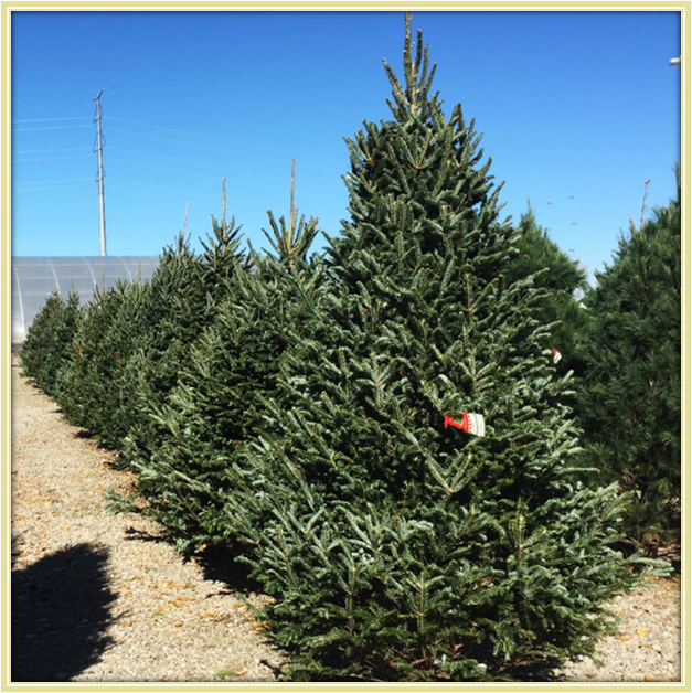 Fraser Fir