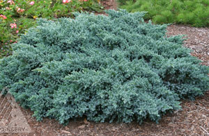 Evergreen shrubs