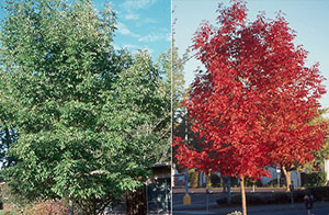 Deciduous trees