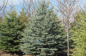 Evergreen trees