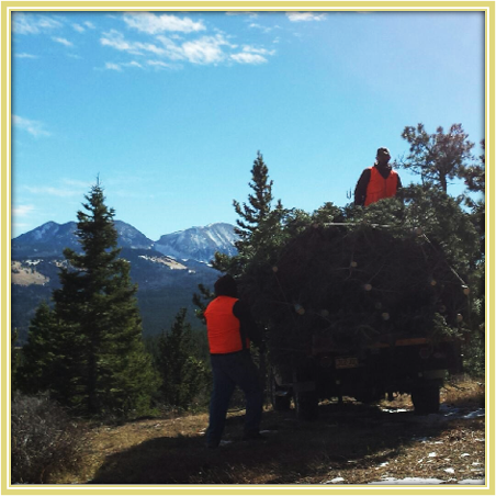 Colorado Native White Fir