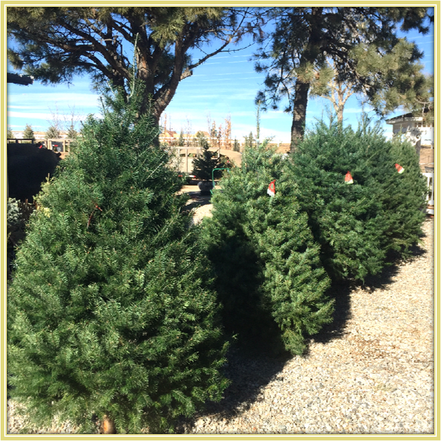 Douglas Fir