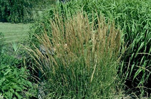 Ornamental grasses