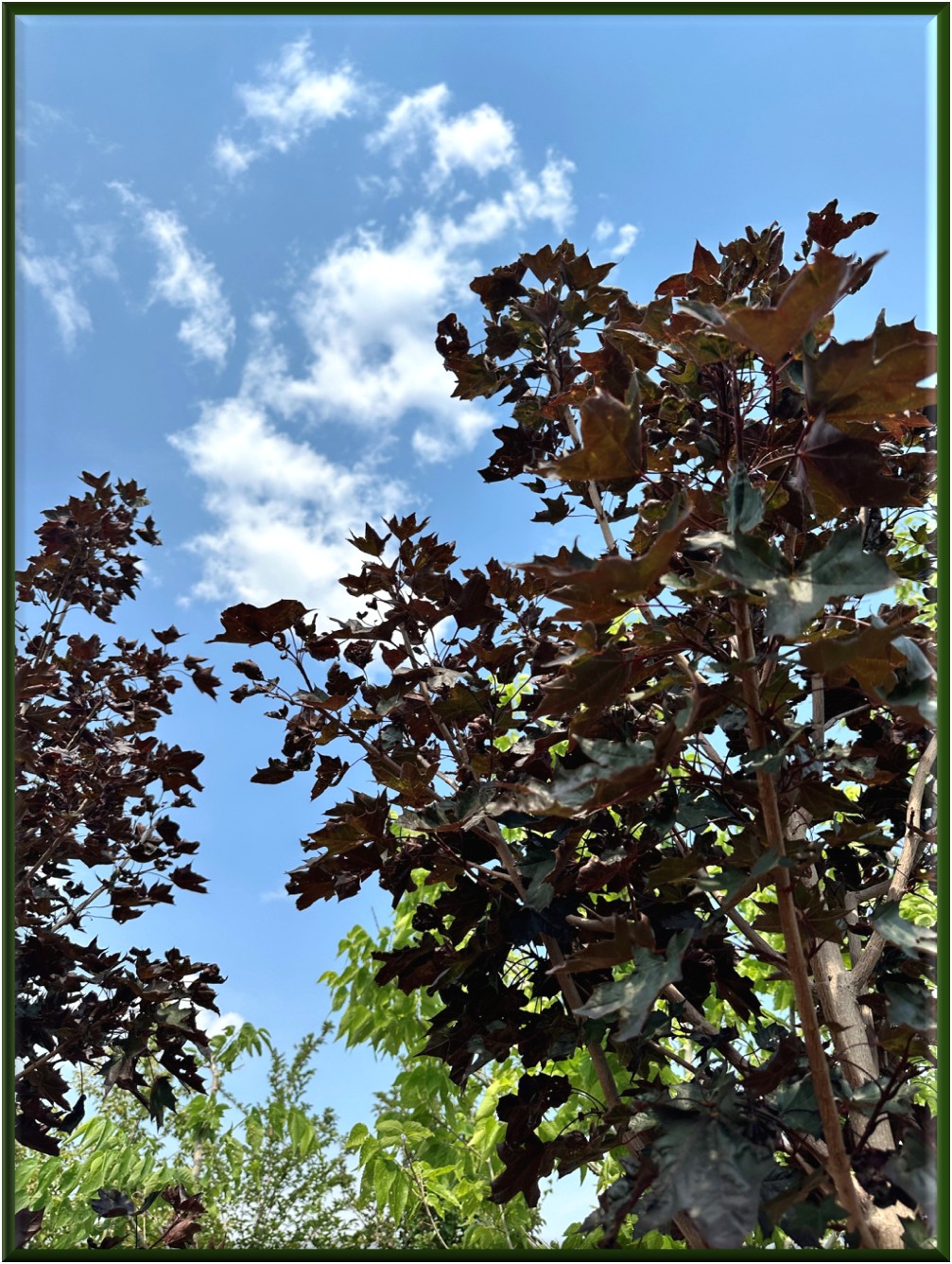 Tree selection at the nursery