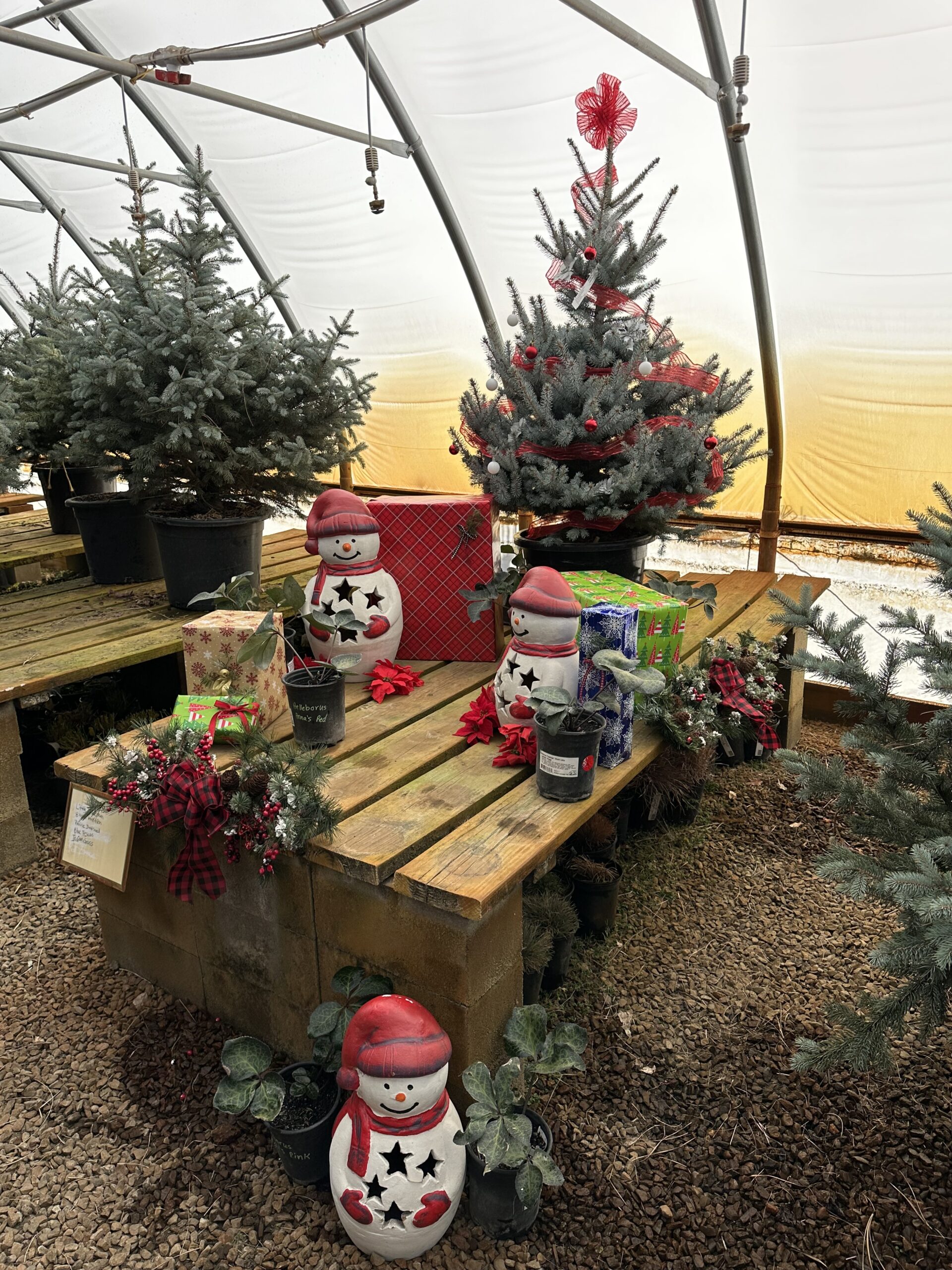 Christmas trees and decorations at the nursery