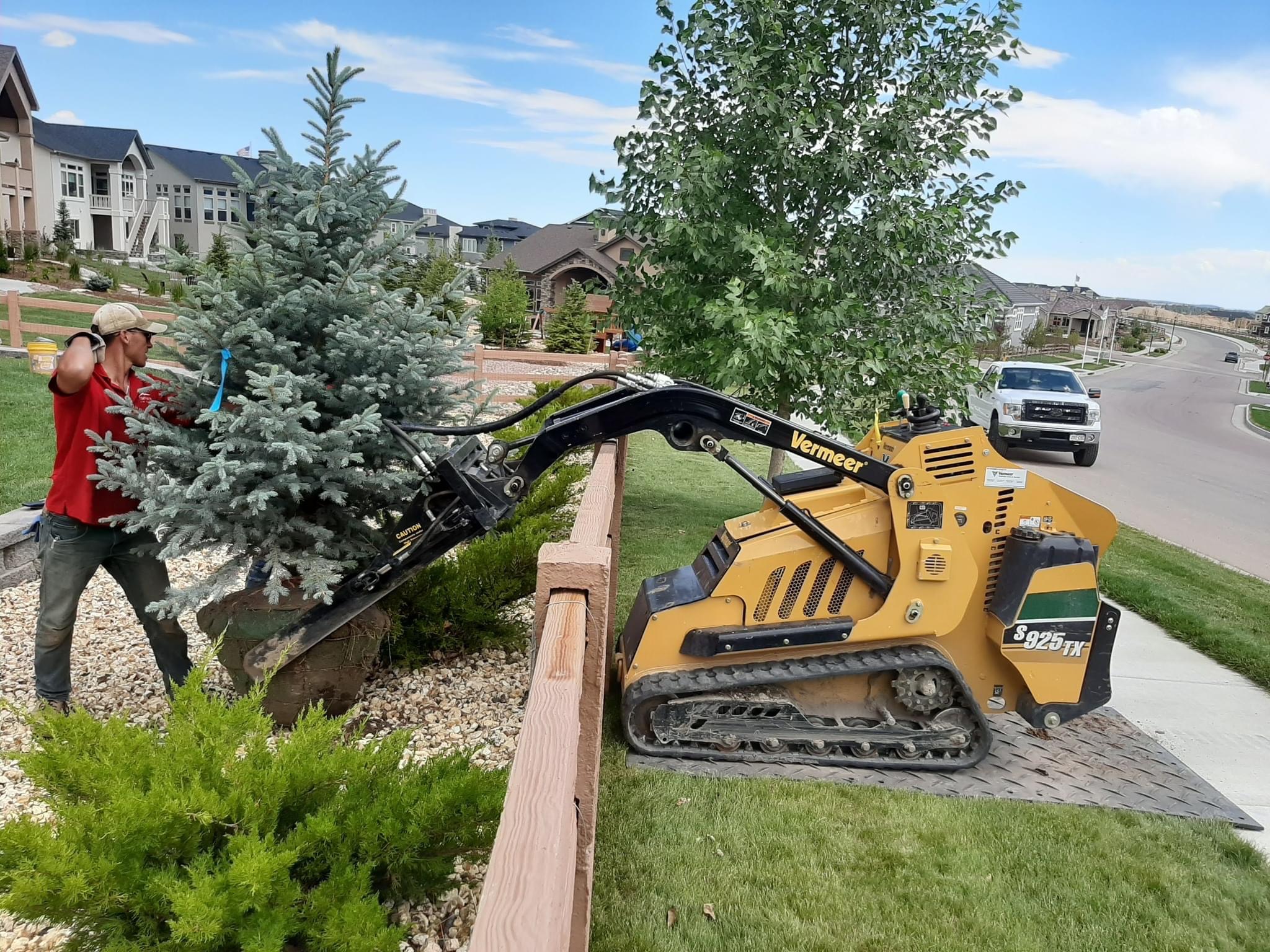 Planting crew moving an evergreen tree beside a Colorado home