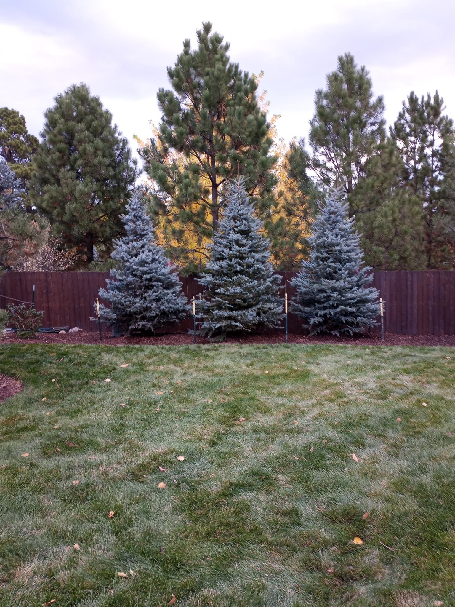 Three blue spruce trees planted in a landscaped Colorado yard