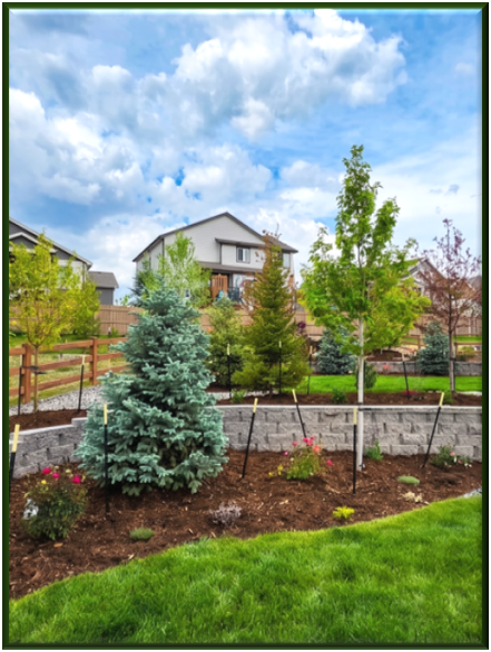 A planted Colorado garden