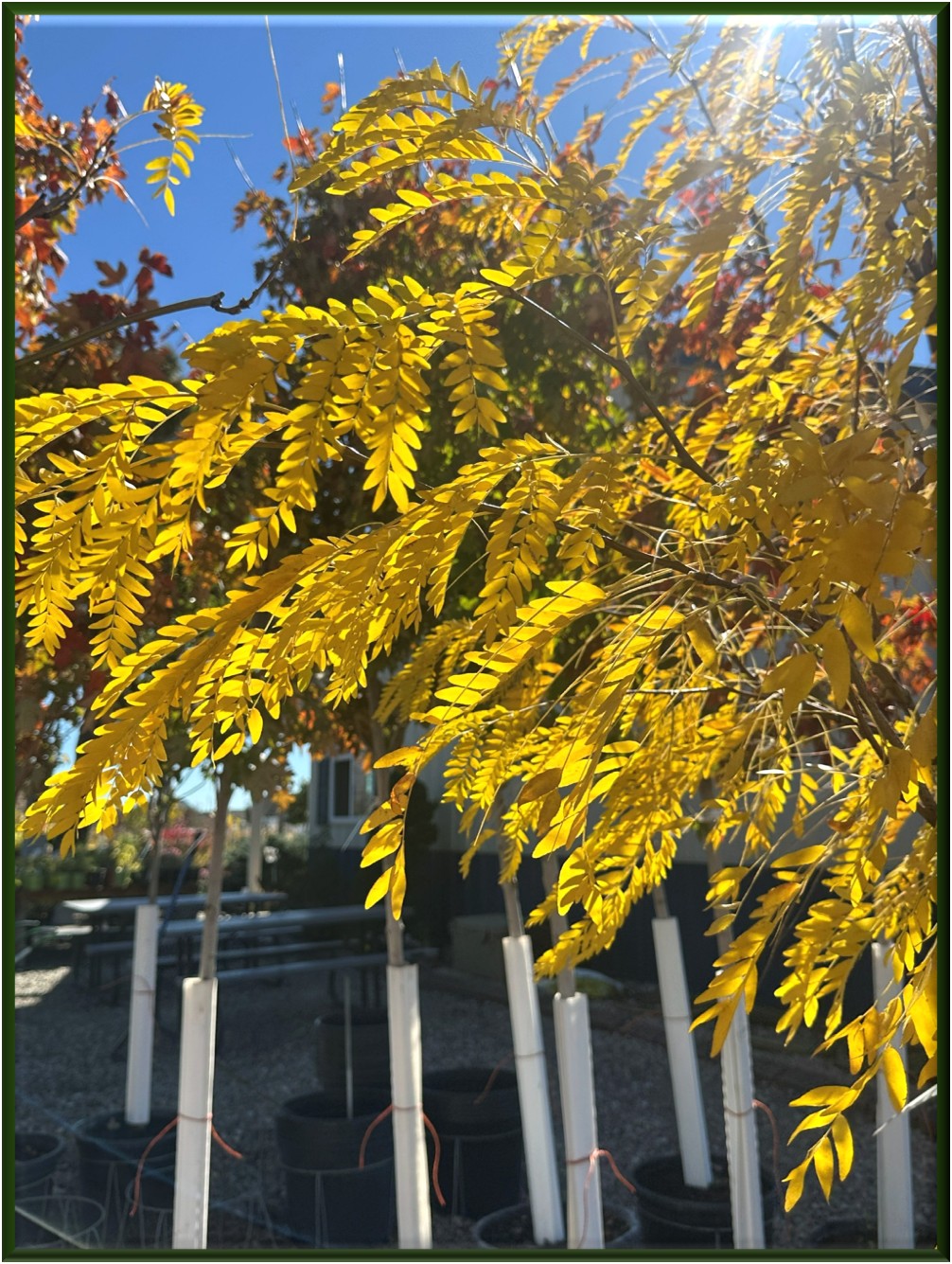 Golden foliage in the nursery
