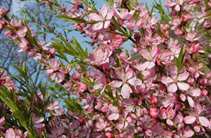 Deciduous shrubs