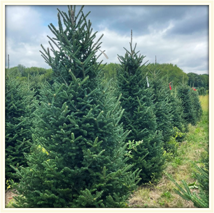 Fralsam Fir (NEW)