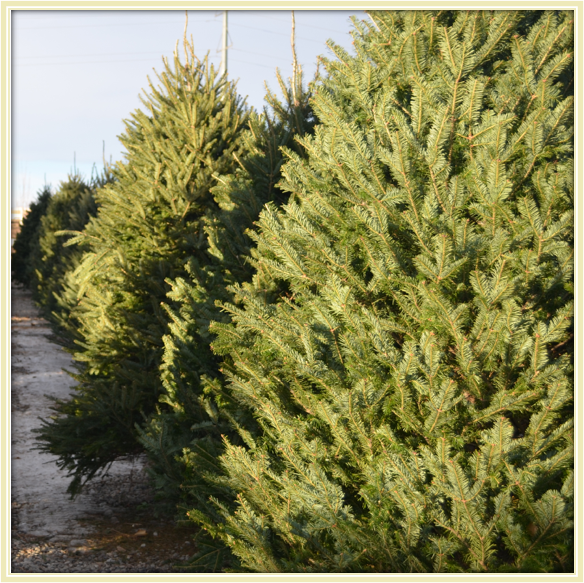 Canaan Fir