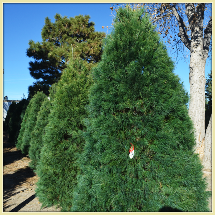 White Pine