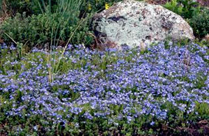 Groundcovers
